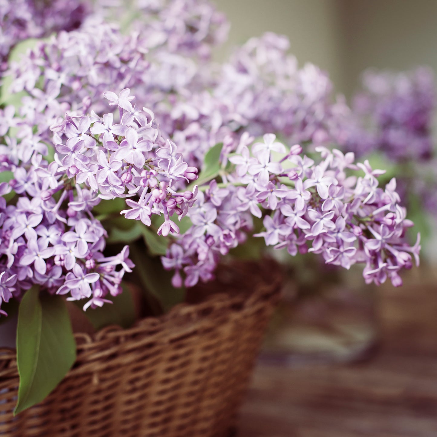 Postikortti Floral, Valikoima